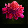 kongs temple exotic flower symbol