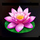 pearl beauty hold and win lotus symbol